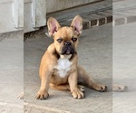Puppy Snickers French Bulldog