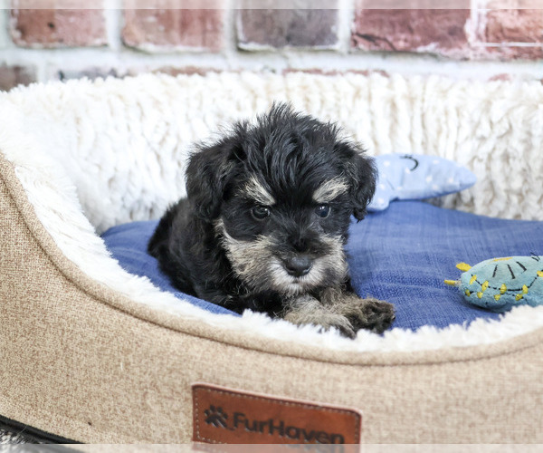 Medium Photo #6 Schnauzer (Miniature) Puppy For Sale in SYRACUSE, IN, USA