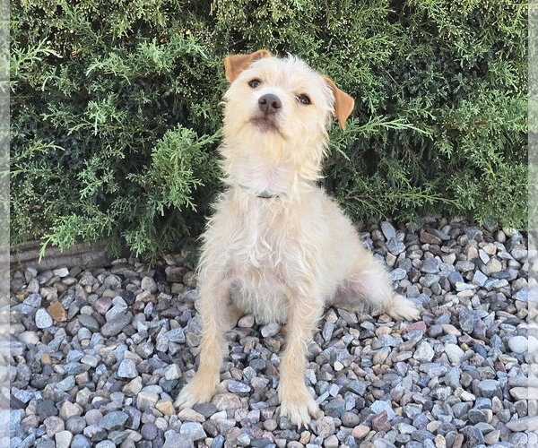 Medium Photo #2 Norfolk Terrier-Poodle (Toy) Mix Puppy For Sale in Albuquerque, NM, USA