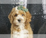 Puppy Kudu AKC Poodle (Miniature)