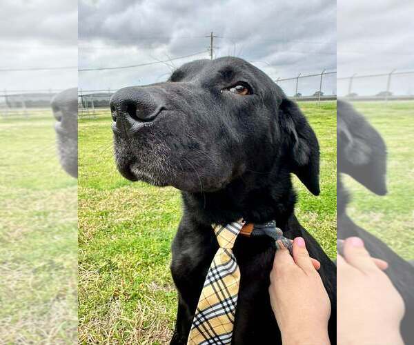 Medium Photo #12 Labrador Retriever-Unknown Mix Puppy For Sale in Abbeville, LA, USA