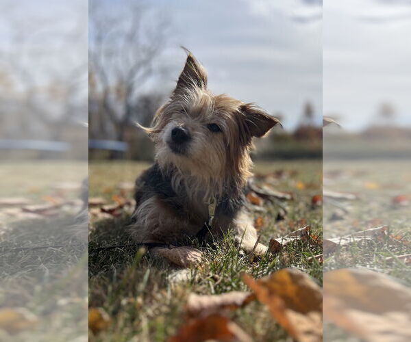 Medium Photo #3 Mutt Puppy For Sale in Doylestown, PA, USA