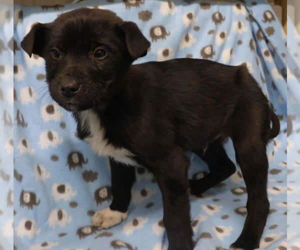 Medium Photo #1 Mutt Puppy For Sale in Minneapolis, MN, USA