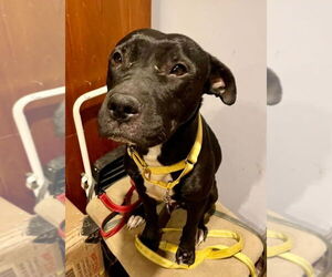 Emmie the Enchanting - Female American Pit Bull Terrier-Labrador Retriever Mix Dog for Adoption - Photo #2
