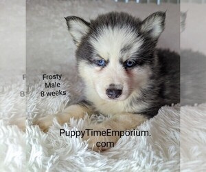 Pomsky Puppy for sale in SPRING HILL, FL, USA