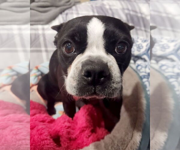 Medium Photo #2 Boston Terrier-Unknown Mix Puppy For Sale in Corona, CA, USA