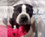 Small #1 Boston Terrier Mix