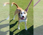 Small #2 Carolina Dog Mix