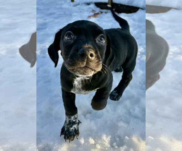 Medium Photo #1 Mutt Puppy For Sale in Brooklyn Center, MN, USA