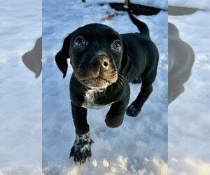 Mutt Dogs for adoption in Brooklyn Center, MN, USA