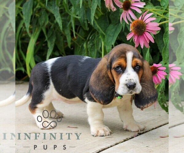 Medium Photo #3 Basset Hound Puppy For Sale in MANHEIM, PA, USA