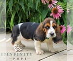 Small #2 Basset Hound