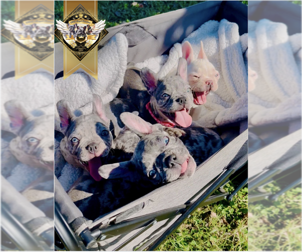 Medium Photo #9 French Bulldog Puppy For Sale in ATHENS, GA, USA