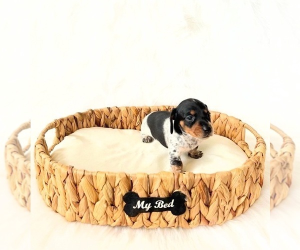 Medium Photo #1 Dachshund Puppy For Sale in DAVIS, CA, USA