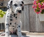 Small Photo #60 Dalmatian Puppy For Sale in GOSHEN, IN, USA