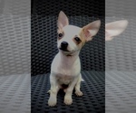 Small Photo #7 Chihuahua Puppy For Sale in LEBANON, NJ, USA
