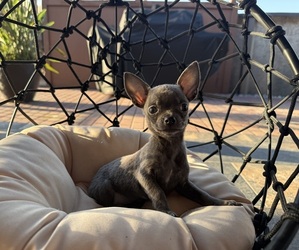 Chihuahua Puppy for sale in WEBSTER, FL, USA