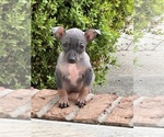 Puppy 3 American Hairless Terrier