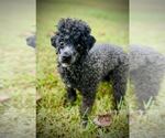 Small Poodle (Toy)