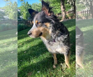 Australian Shepherd-Unknown Mix Dogs for adoption in Overland Park, KS, USA