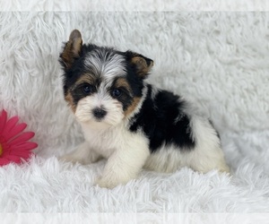 Biewer Terrier Puppy for sale in HUFFMAN, TX, USA