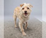 Small #1 Mutt