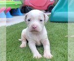 Small Photo #6 American Bully Puppy For Sale in NEW BERN, NC, USA