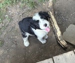 Small #2 Australian Shepherd-Old English Sheepdog Mix