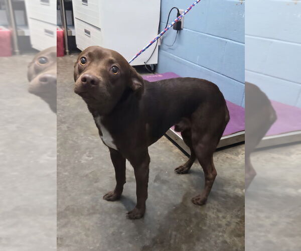 Medium Photo #2 American Pit Bull Terrier-Unknown Mix Puppy For Sale in Evansville, IN, USA