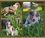Small #3 Border Collie