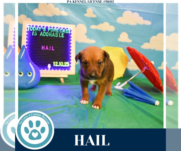 Medium Photo #2 Labrador Retriever-Unknown Mix Puppy For Sale in Kimberton, PA, USA