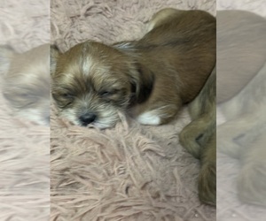 ShiChi Puppy for Sale in SPRINGFIELD, Missouri USA
