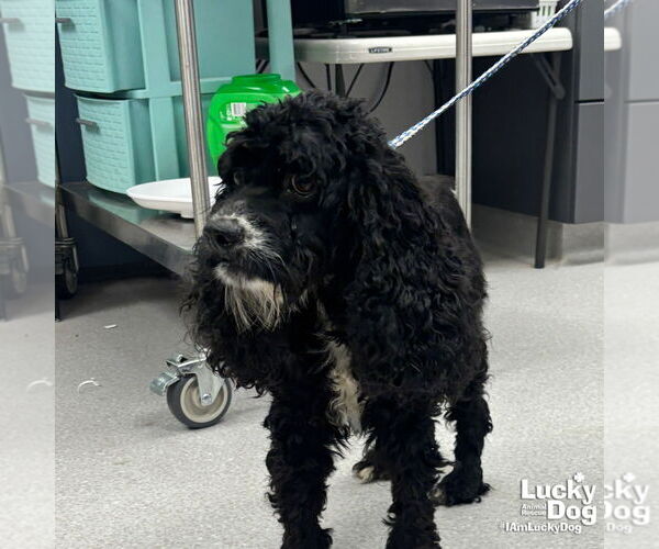 Medium Photo #3 Cocker Spaniel-Unknown Mix Puppy For Sale in Washington, DC, USA