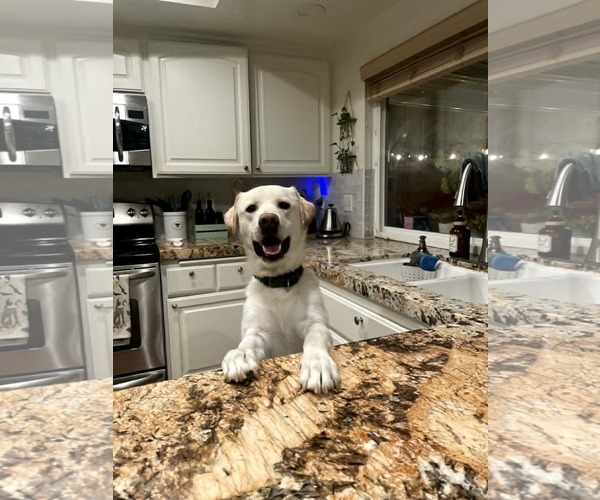 Medium Photo #4 Labrador Retriever Puppy For Sale in San Diego, CA, USA