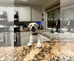 Small #3 Labrador Retriever