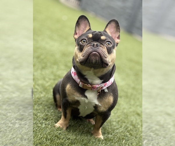 Medium Photo #1 French Bulldog Puppy For Sale in CINCINNATI, OH, USA