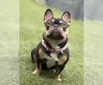 Small Photo #1 French Bulldog Puppy For Sale in CINCINNATI, OH, USA