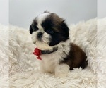 Puppy Blitz Shih Tzu