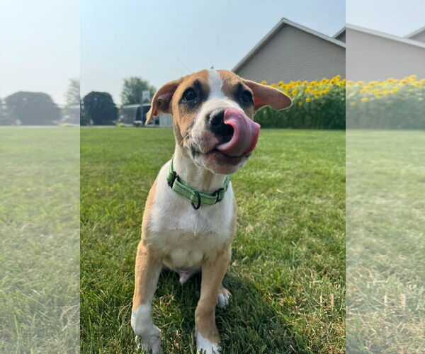 Medium Photo #3 Mutt Puppy For Sale in New London, WI, USA