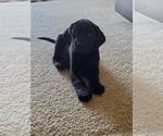 Small Photo #1 Labrador Retriever Puppy For Sale in DUNN, NC, USA