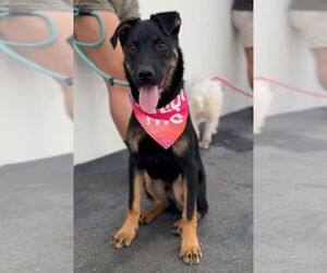 Rottweiler-Unknown Mix Dogs for adoption in Newport Beach, CA, USA