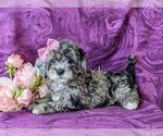 Small Photo #2 Sheepadoodle Puppy For Sale in GLEN ROCK, PA, USA