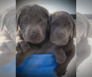 Labrador Retriever Puppy for sale in W LAFAYETTE, IN, USA