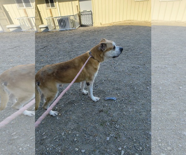 Medium Photo #2 Anatolian Pyrenees Puppy For Sale in Stover, MO, USA