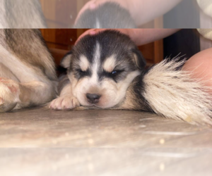 Pomeranian Puppy for sale in GILBERT, AZ, USA