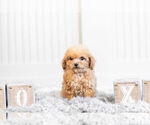 Small #5 Poodle (Toy)