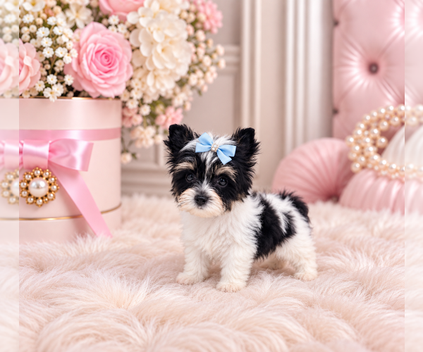 Medium Photo #3 Biewer Terrier Puppy For Sale in MIAMI BEACH, FL, USA