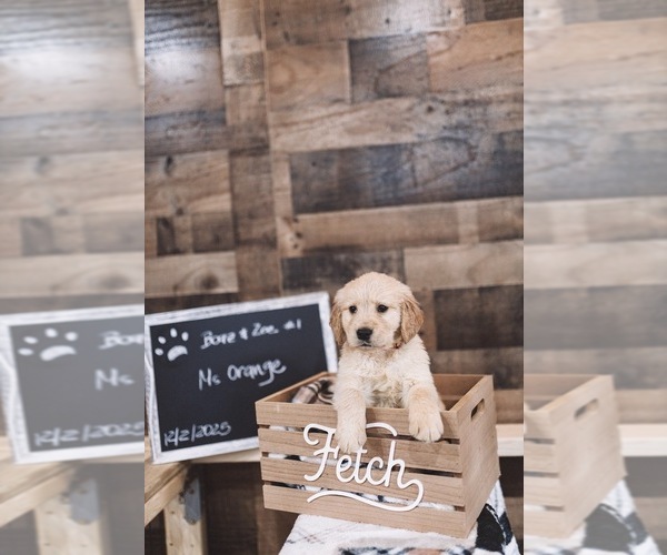 Medium Photo #6 English Cream Golden Retriever Puppy For Sale in VERONA, KY, USA