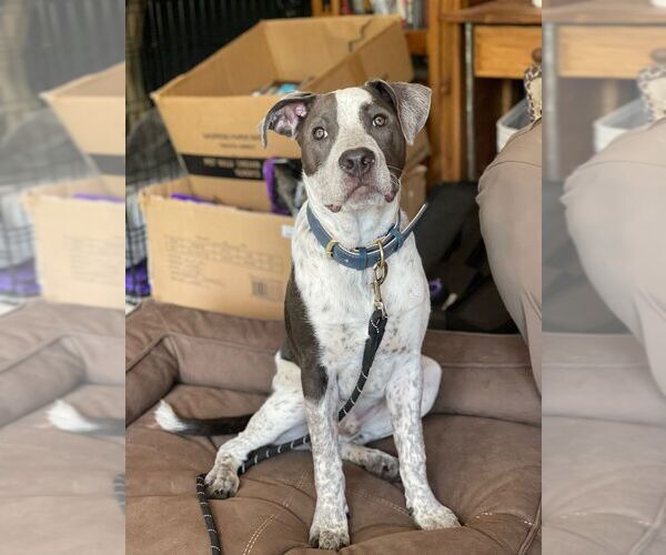 Medium Photo #1 American Pit Bull Terrier-Unknown Mix Puppy For Sale in Calgary, Alberta, Canada