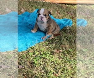 Bulldog Puppy for sale in BLACKSBURG, SC, USA